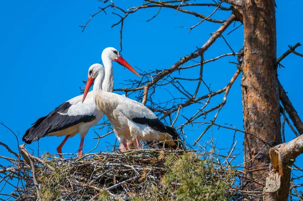 Zwei Störche Sitzen Ihrem Nest Mit Blauem Hintergrund — Stockfoto