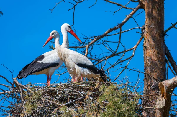 Två Storkar Sitter Sitt Med Blå Bakgrund — Stockfoto