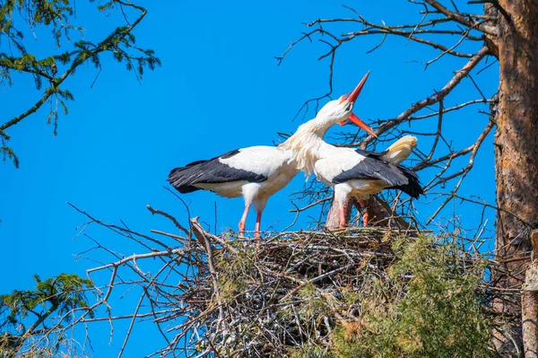 Zwei Störche Führen Ihren Paarungstanz Nest Auf — Stockfoto