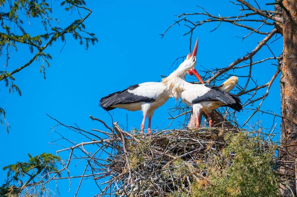 Zwei Störche Führen Ihren Paarungstanz Nest Auf — Stockfoto