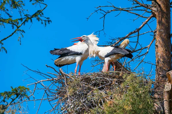 Zwei Störche Führen Ihren Paarungstanz Nest Auf — Stockfoto