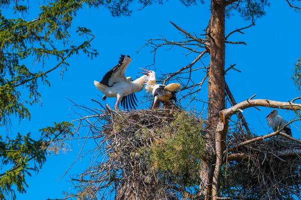 Zwei Störche Führen Ihren Paarungstanz Nest Auf — Stockfoto