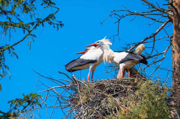 Två Storkar Utför Sin Parningsdans Sitt — Stockfoto