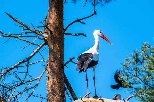 Ein Storch Steht Einem Baum Und Wartet Mit Blauem Hintergrund — Stockfoto