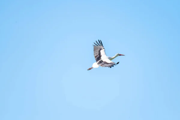 Uma Cegonha Voa Muito Além Céu Com Fundo Azul — Fotografia de Stock