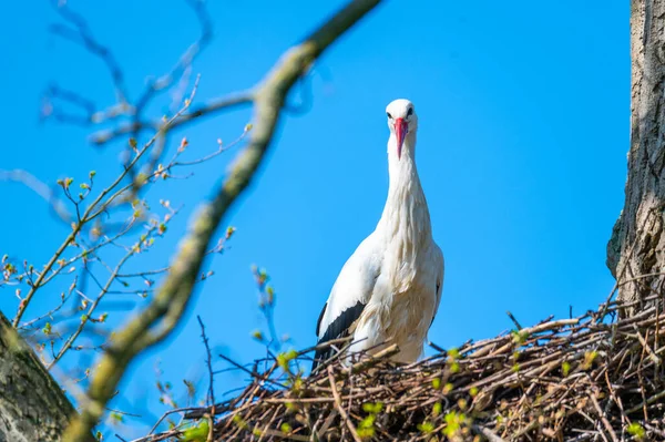 Ein Storch Sitzt Seinem Nest Und Wartet Mit Blauem Hintergrund — Stockfoto