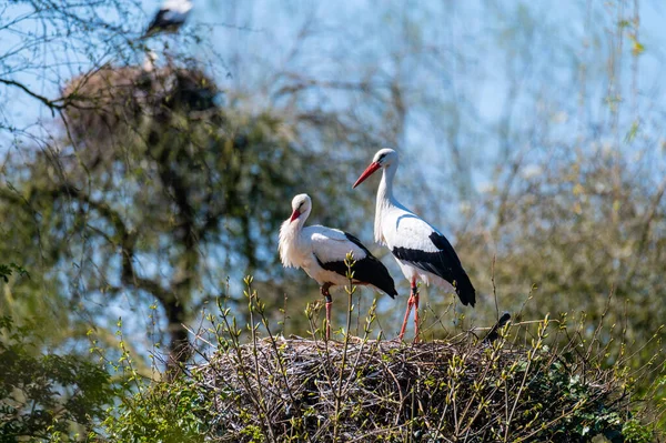 Two Storks Sit Nest Blue Background — Stock Photo, Image
