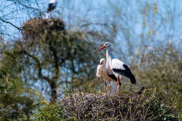 Storke Sidder Deres Rede Med Blå Baggrund - Stock-foto