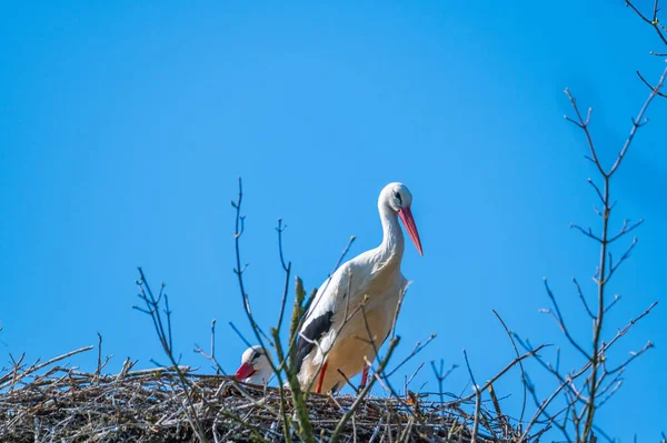 Ein Storch Sitzt Seinem Nest Und Wartet Mit Blauem Hintergrund — Stockfoto