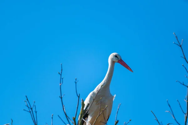 Ein Storch Sitzt Seinem Nest Und Wartet Mit Blauem Hintergrund — Stockfoto