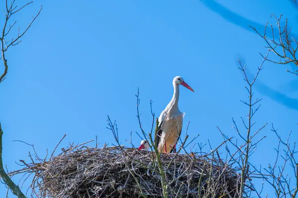 Uma Cegonha Senta Seu Ninho Espera Com Fundo Azul — Fotografia de Stock