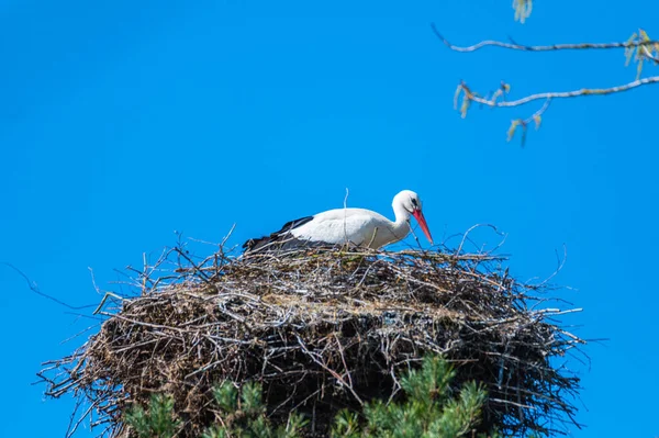 Ein Storch Sitzt Seinem Nest Und Wartet Mit Blauem Hintergrund — Stockfoto