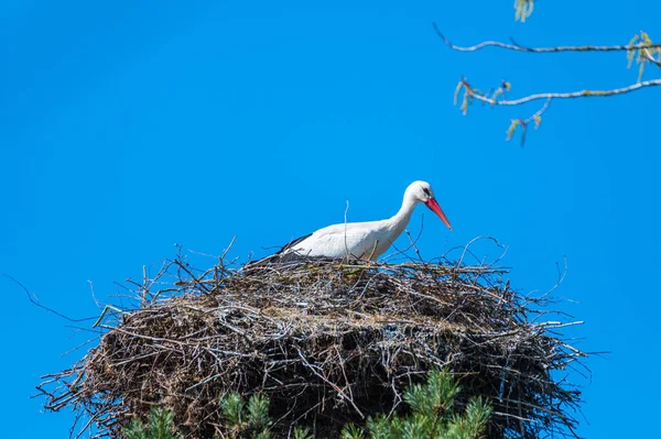 Ein Storch Sitzt Seinem Nest Und Wartet Mit Blauem Hintergrund — Stockfoto