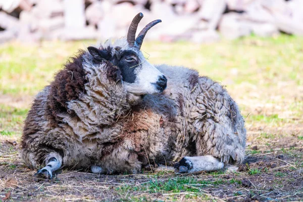 Jacob Ovce Leží Uvolněný Louce Užívá Den — Stock fotografie