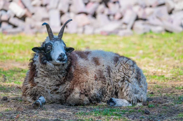 Jacob Ovce Leží Uvolněný Louce Užívá Den — Stock fotografie