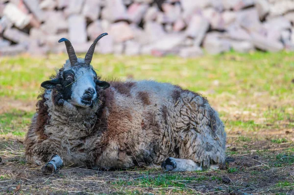 Uma Ovelha Jacob Encontra Relaxado Prado Goza Dia Fotografias De Stock Royalty-Free