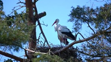 Yuvalarında bir çift leylek.