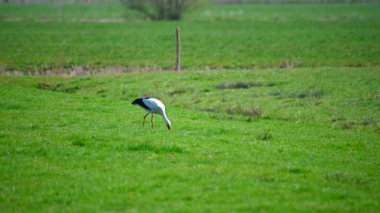 Leylek yiyecek aramak için tarlada yavaşça yürür.