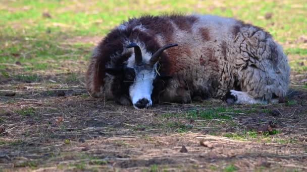 Jakob Sheep Lies Calmly Meadow Relaxed — Stock Video