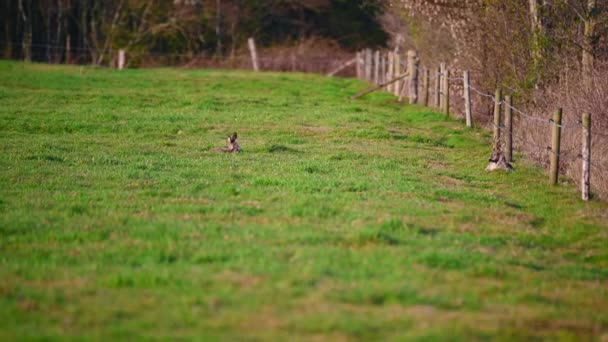 Een Kudde Herten Ligt Een Veld Natuur — Stockvideo