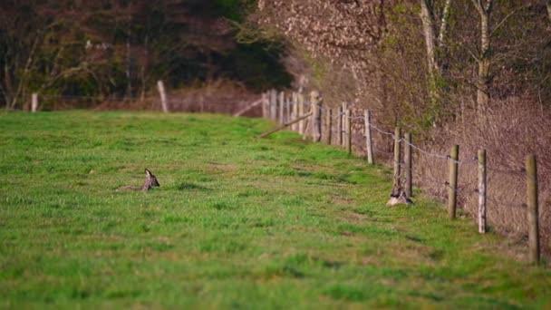 Een Kudde Herten Ligt Een Veld Natuur — Stockvideo