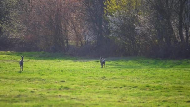 Herd Deer Field Nature — Stock Video