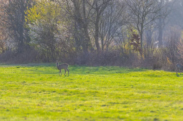 Rehe Suchen Futter Auf Einem Feld Norddeutschland — Stockfoto