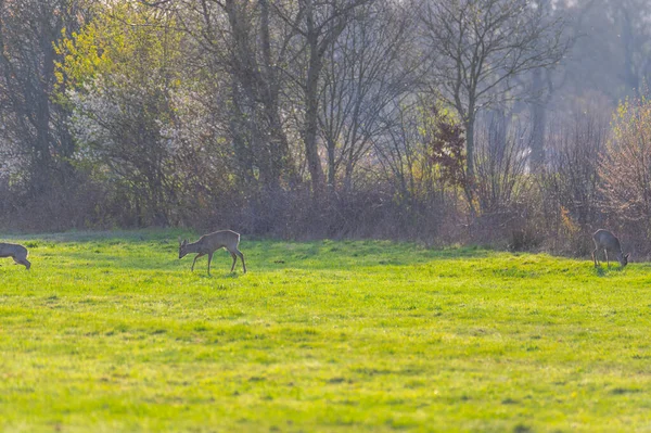 Herten Zijn Zoek Naar Voedsel Een Veld Noord Duitsland — Stockfoto