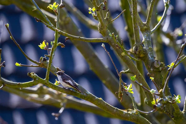 Une Mésange Marécageuse Est Assise Dans Buisson Cherche Nourriture — Photo