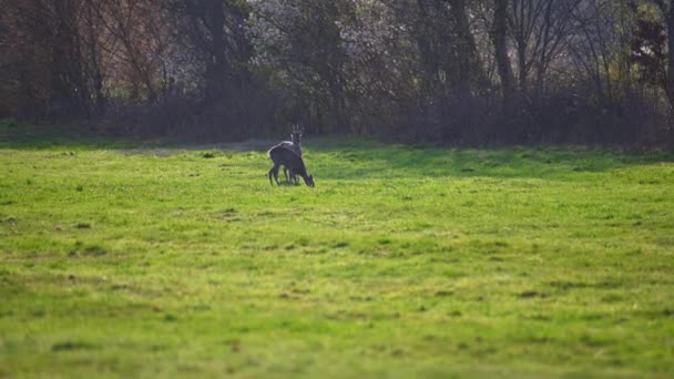 Eine Rotwildherde Steht Auf Einem Feld Der Natur — Stockvideo