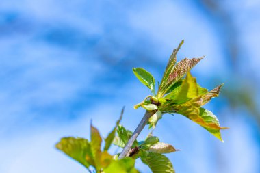 Arkaplanı bulanık yeşil akçaağaç yaprakları