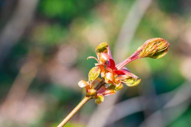 Bulanık arkaplanı olan bir akçaağaç tomurcuğu.