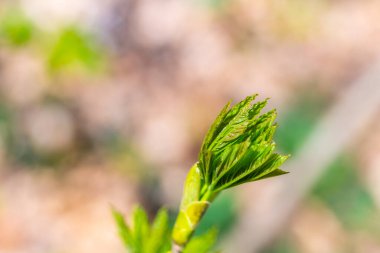 Bulanık arkaplanı olan bir akçaağaç tomurcuğu.