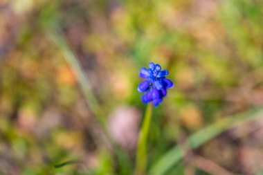 Bir muscari Commutatum çiçeği yeşil bir arkaplanda parlar
