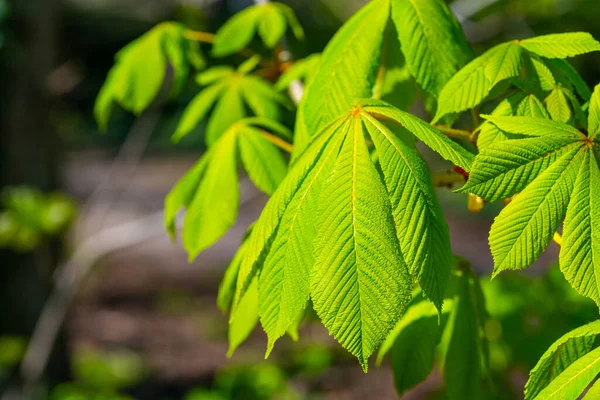 Groene Gloeiende Esdoorn Bladeren Met Wazige Achtergrond — Stockfoto