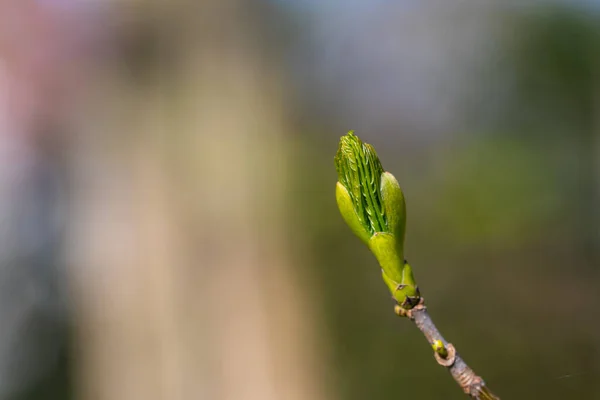 Egy Homályos Hátterű Juharfa Rügye — Stock Fotó