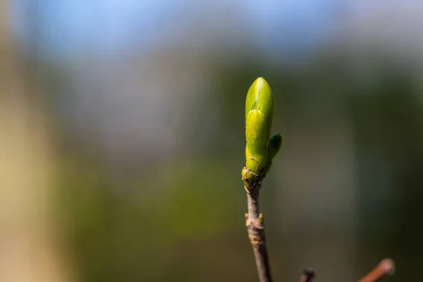 Bud Maple Tree Blurry Background — Stock Photo, Image