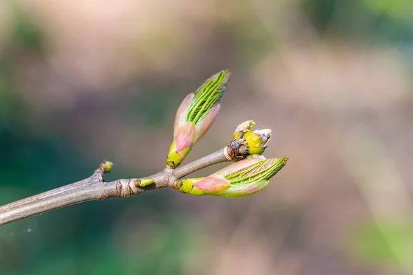 Een Knop Van Een Esdoorn Boom Met Wazige Achtergrond — Stockfoto