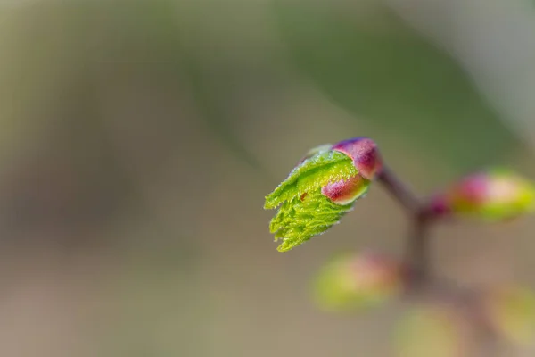 Eine Knospe Von Einem Ahornbaum Mit Verschwommenem Hintergrund — Stockfoto