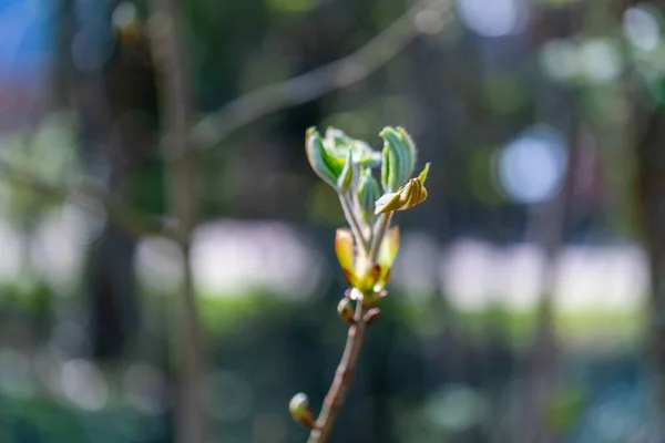 Brote Árbol Arce Con Fondo Borroso —  Fotos de Stock