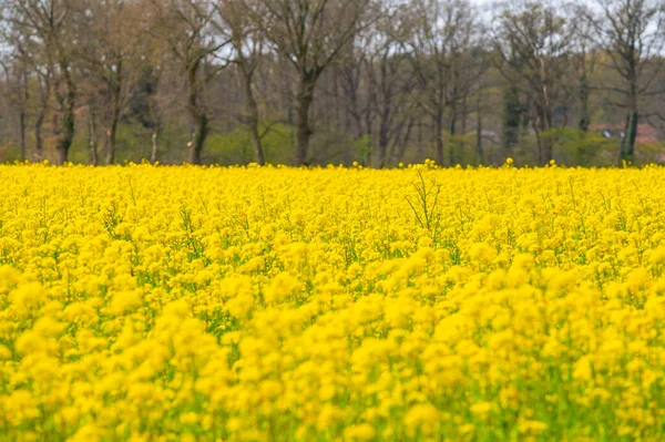 Ein Rapsfeld Leuchtet Leuchtend Gelb Der Frühlingssonne — Stockfoto