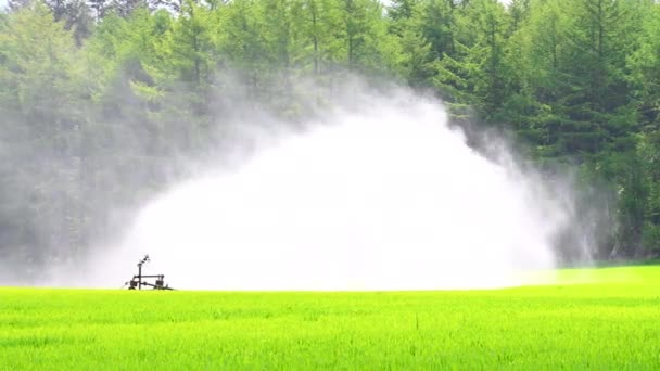 Campo Agricoltore Viene Inumidito Con Acqua Grande Irrigatore — Video Stock