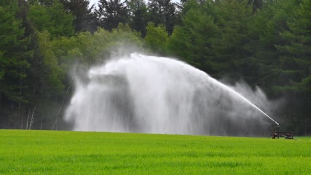 Campo Agricultor Humedece Con Agua Por Rociador Grande — Vídeos de Stock