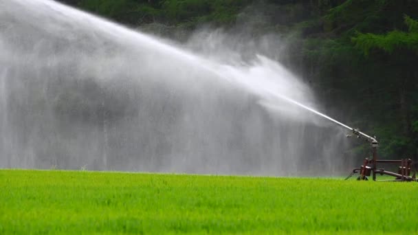 Ein Feld Eines Bauern Wird Von Einem Großen Sprinkler Mit — Stockvideo