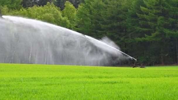 農家の畑は大きなスプリンクラーで水で湿らされ — ストック動画