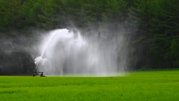 Campo Agricultor Humedece Con Agua Por Rociador Grande — Vídeo de stock