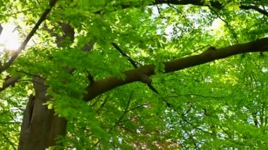 Güzel, eski bir park gün ışığında parlıyor Ağaçlar ve çalılar tüm yeşil ihtişamıyla parlıyor