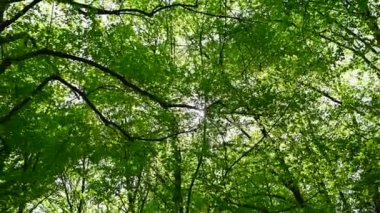 Güzel, eski bir park gün ışığında parlıyor Ağaçlar ve çalılar tüm yeşil ihtişamıyla parlıyor