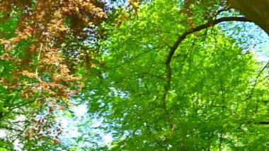 Güzel, eski bir park gün ışığında parlıyor Ağaçlar ve çalılar tüm yeşil ihtişamıyla parlıyor