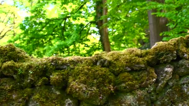 在公园中央的一堵由看似形状的大石头建成的墙 石头上有苔藓 — 图库视频影像